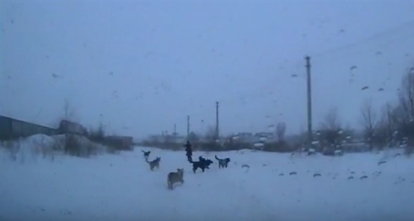 В Ульяновске спасли женщину от бродячих собак. Видео