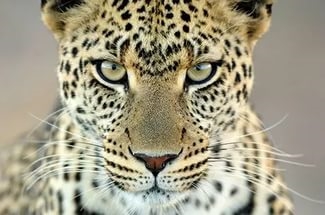 В Ульяновске женщину укусил леопард