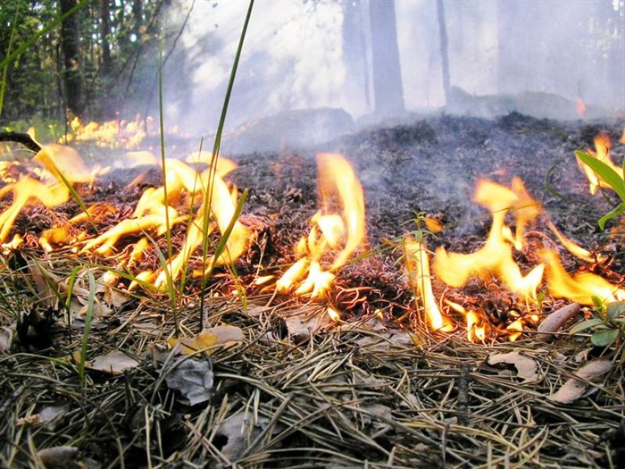 Второй класс пожарной опасности сохраняется в лесах региона