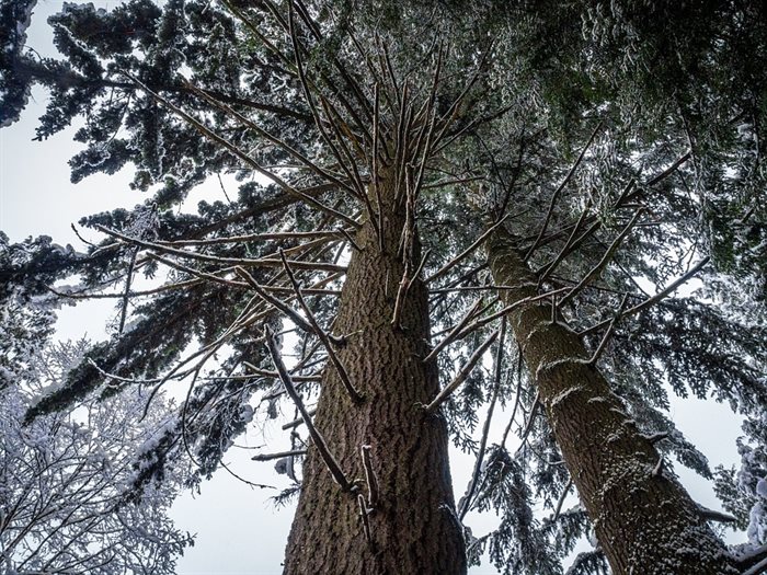 В Новоспасском лесничестве нарубили дров на уголовное дело