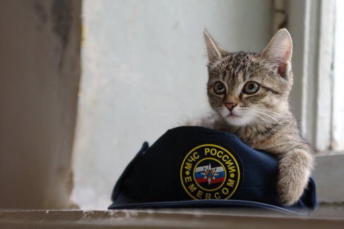 Жительница Ульяновска вызвала спасателей, испугавшись агрессивной кошки