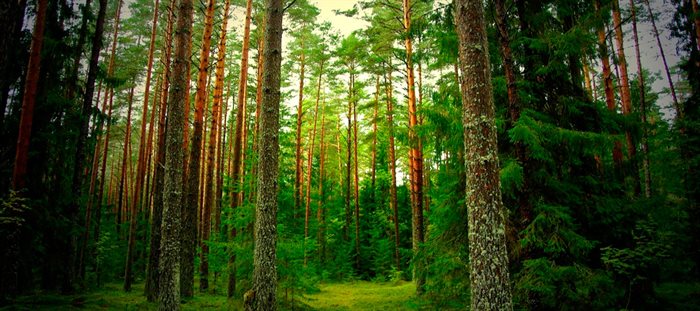 Лесной фонд Ульяновской области пополнил госказну на 161 миллион рублей