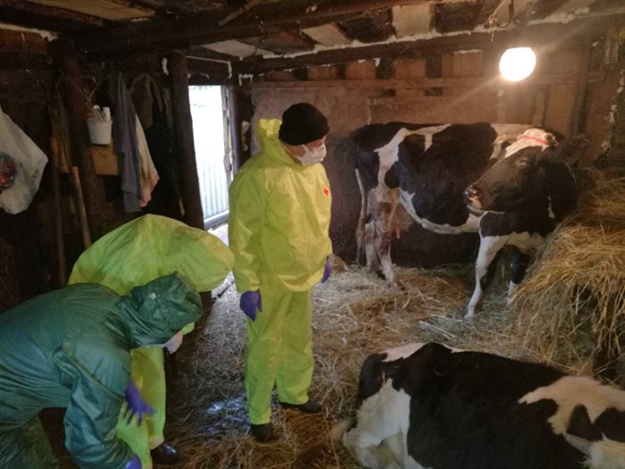 Объявлен карантин. В Ульяновской области коровы подхватили редкую африканскую инфекцию