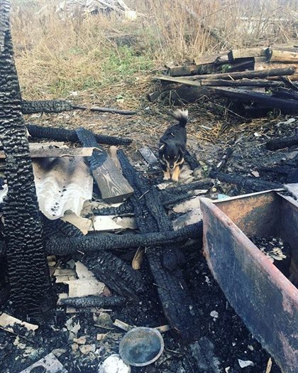 Пожар в приюте для животных унёс жизнь мужчины