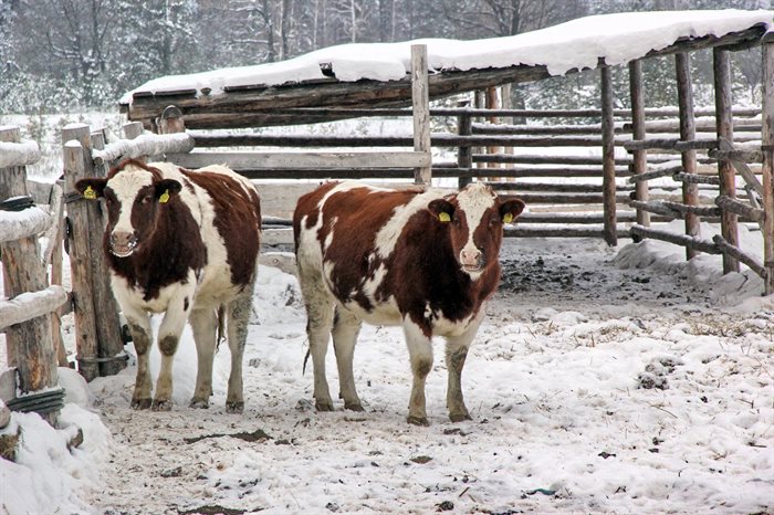 Куда делись доярки с молочных ферм и почему в ульяновских коровниках все больше «немцев»