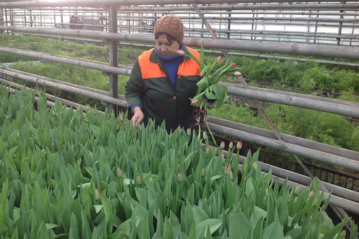 В Ульяновске вырастили 17 тысяч тюльпанов ко Дню всех влюблённых