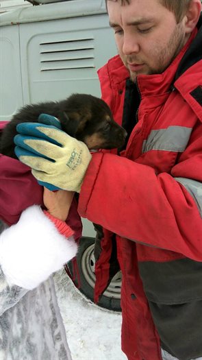 Ульяновские спасатели достали щенка из колодца теплотрассы