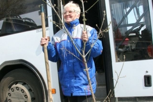 Автобусы и трамваи отправляются по садовым маршрутам