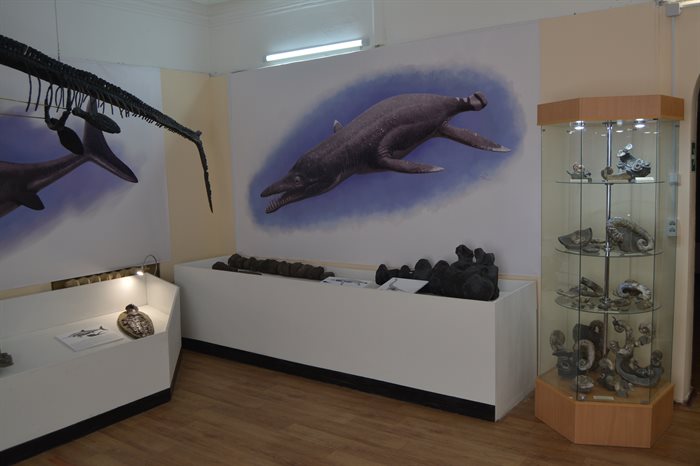 Головоногий моллюск и эласмозавр. Палеонтологический музей обновил экспозицию