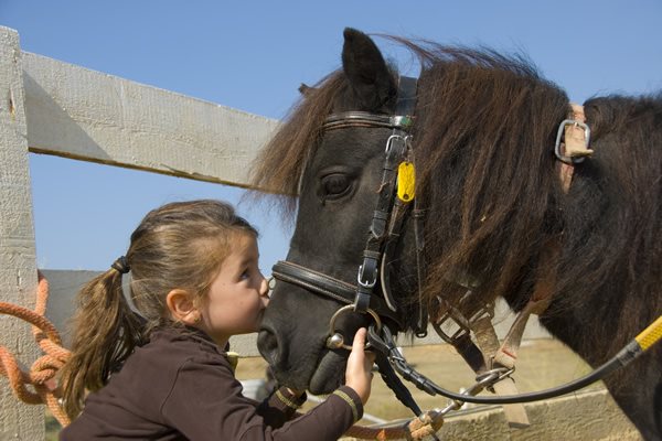 Особенные дети смогут бесплатно покататься на лошадках