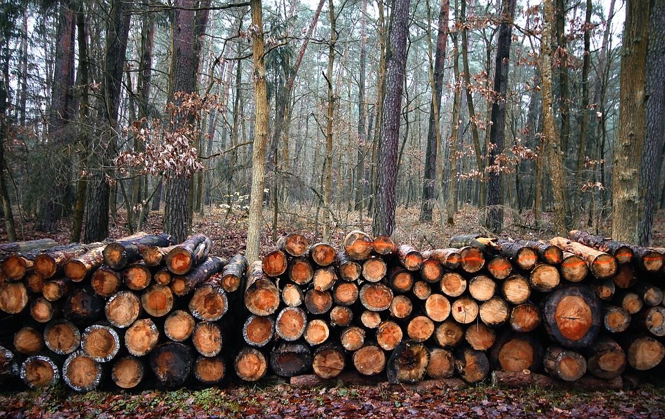 OLEG KOZHEMYAKO：期待俄联邦自然资源和生态局关于禁止在12月份采伐椴木的决议