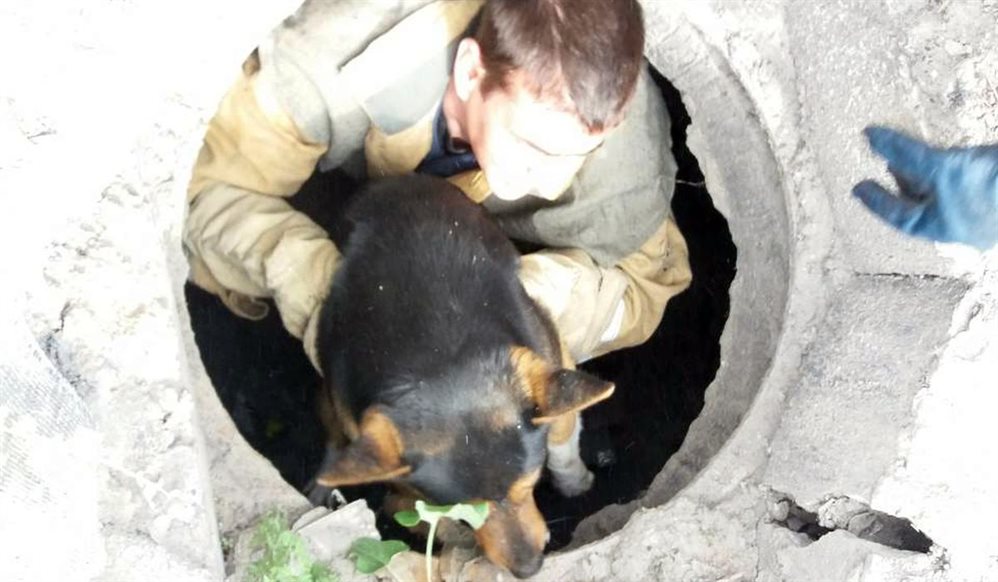 В Ульяновске спасатели достали собаку из колодца