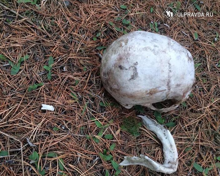 В Барышском районе в лесу нашли череп человека