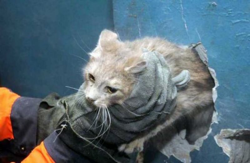 В Ульяновске спасатели освободили кошку из вентиляции
