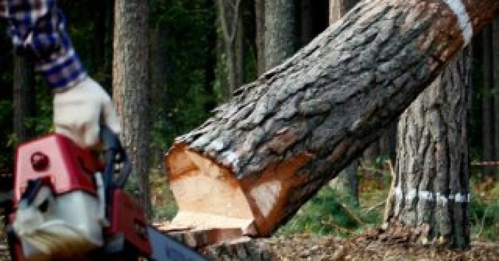 В Инзенском районе на мужчину упало дерево