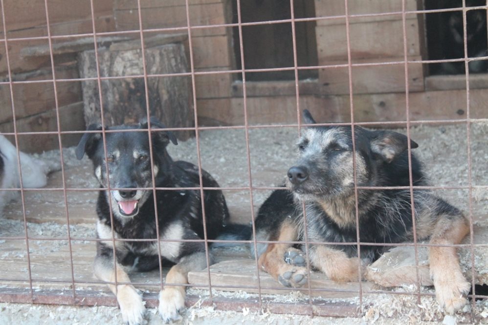 Более трёх тысяч безнадзорных собак планируют отловить в Ульяновске