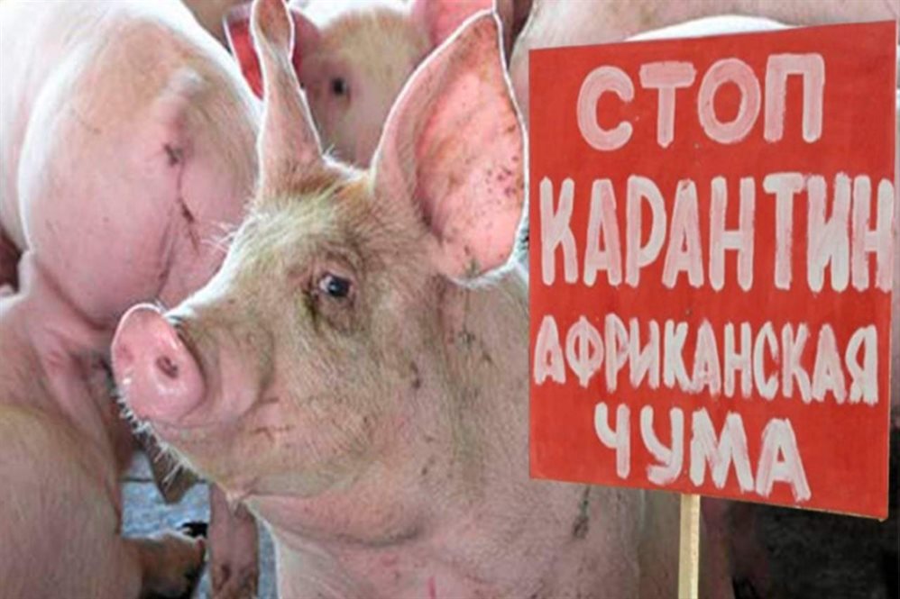 Барышских свиней заразили дикие кабаны