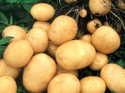Картошки хватит всем ульяновцам