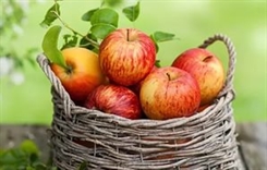 «День яблок» пройдет в субботу на Центральном рынке