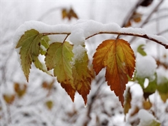 Октябрь в Ульяновске: листопад со снегопадом
