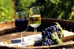 Лицензия на производство вина из российского винограда подешевела в 12 раз