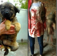  За несколько дней петиция об ужесточении закона о жестоком обращении с животными собрала 133 тысячи подписей