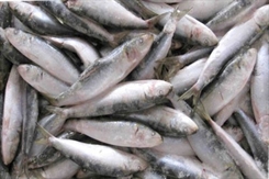 Чаще всего в России фальсифицируют рыбу