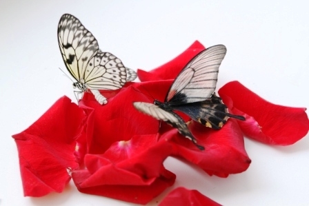 Преимущества летающей бабочки: