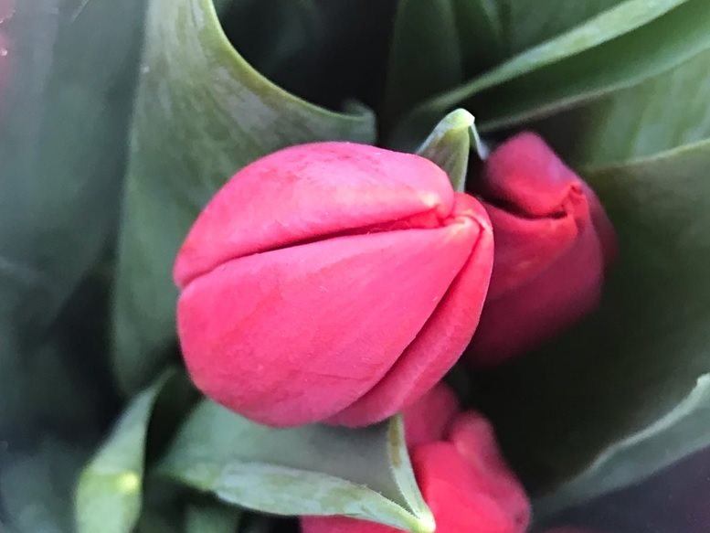 К 8 Марта в теплицах Ульяновска вырастили восемьсот тысяч тюльпанов