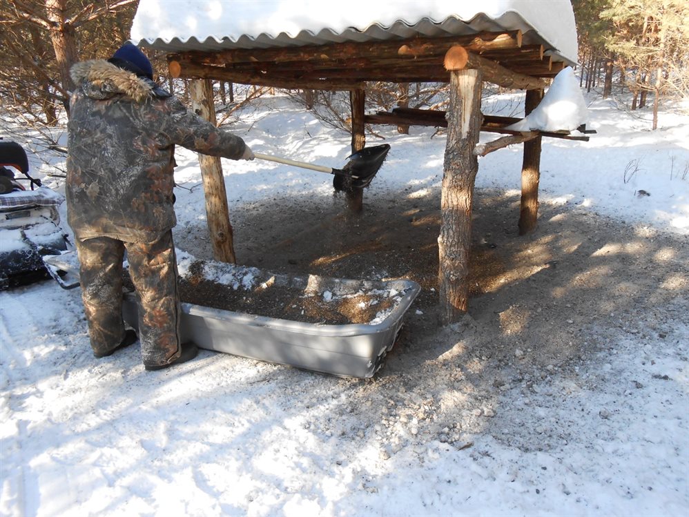 В Кузоватовском районе подкормили лосей, кабанов и косуль