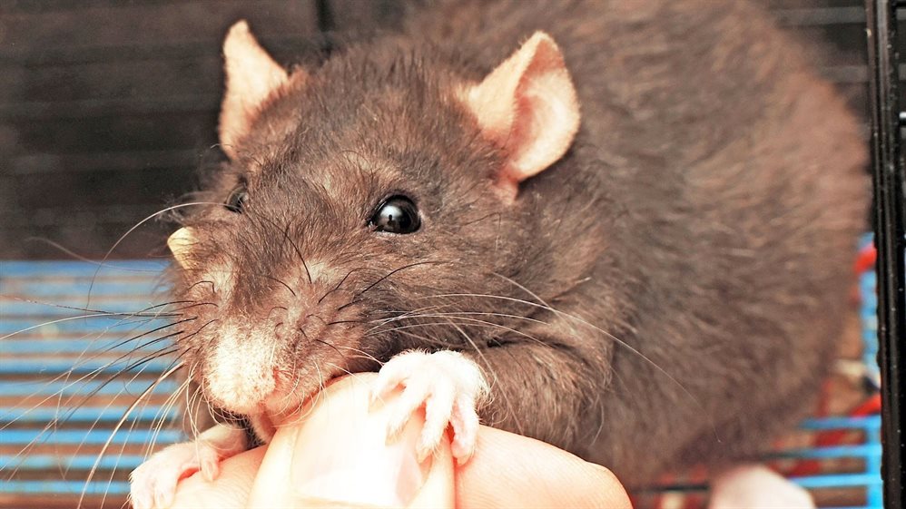 В Ульяновской области жители страдают и погибают от укусов крыс