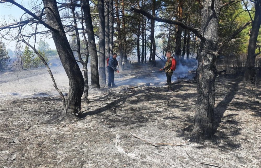 19 лесных пожаров ликвидировано в Ульяновской области