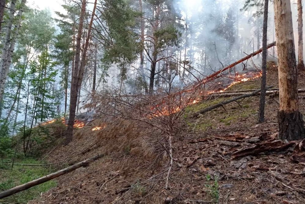 Что происходит в лесу в мае. Лесные пожары в Ульяновской области. Самовозгорание леса. Пожар торфяников в Костромской области. Леса Ульяновской области.