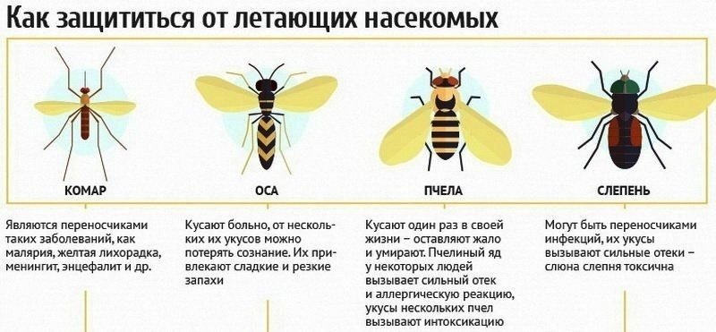 Как действовать при укусах насекомых?