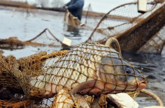 Ловил рыбу сетями. Ульяновскому браконьеру грозит 2 года тюрьмы
