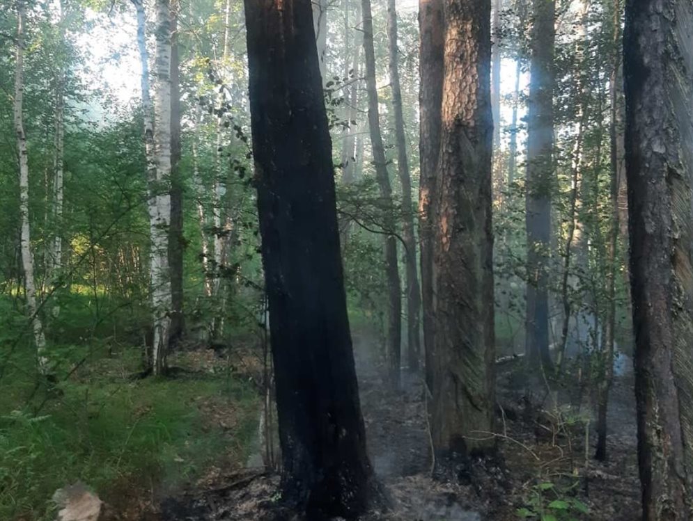 Сухие грозы спровоцировали в Ульяновской области 13 лесных пожаров