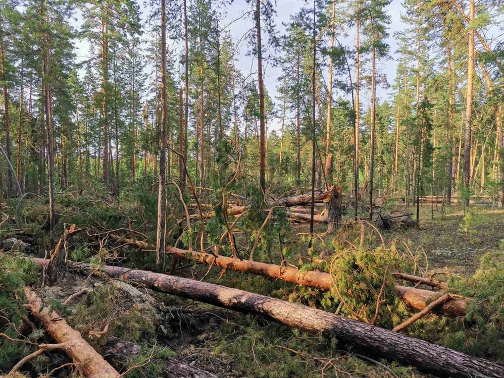 Ульяновский лес проверили на наличие болезней и вредителей