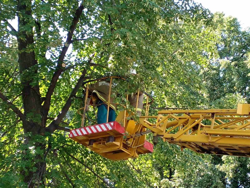 С улиц Ульяновска за неделю убрали 93 аварийных дерева