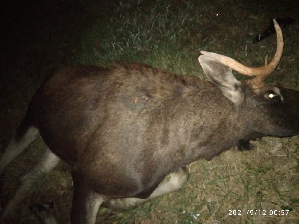 На трассе Цивильск - Ульяновск нашли мертвого лося. Ветеринары взяли пробы на сибирскую язву