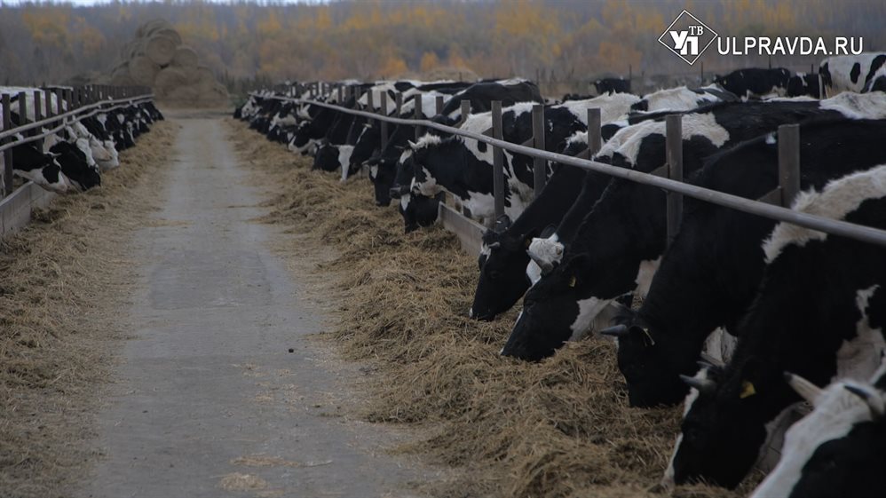 7,5 тысячи литров молока в год. В Ульяновской области строят животноводческий комплекс