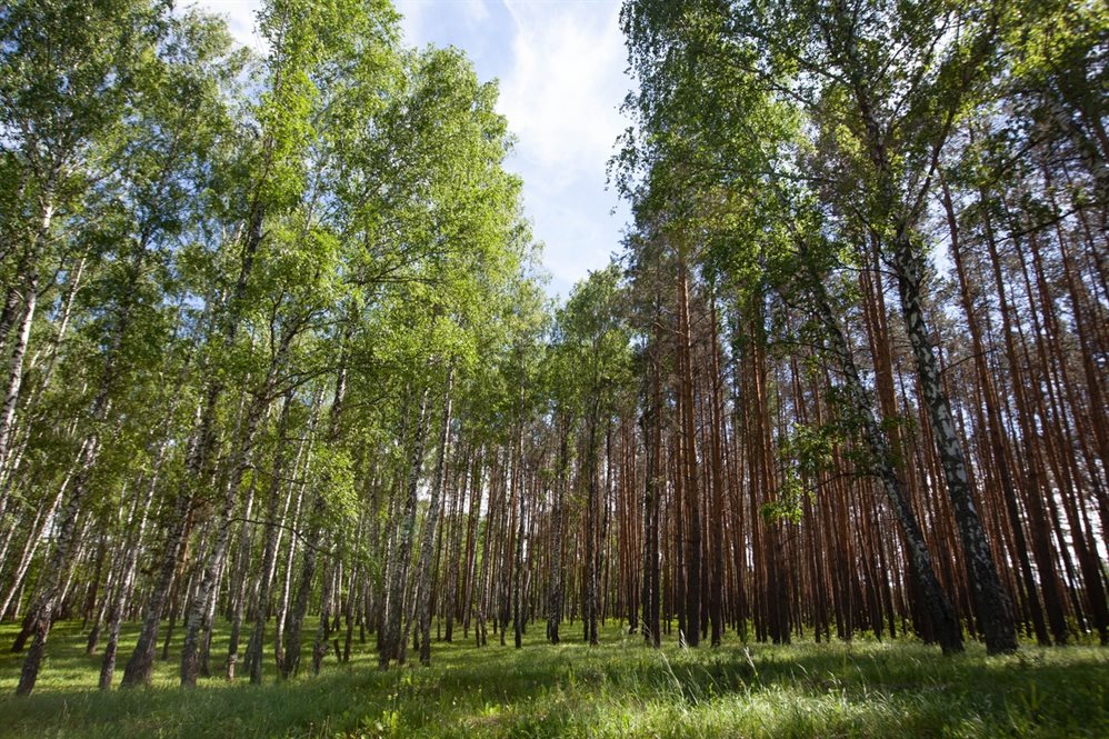 В Ульяновской области оцифруют лес