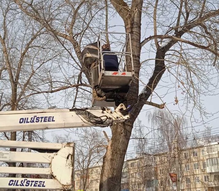 92 аварийных дерева снесли в Ульяновске