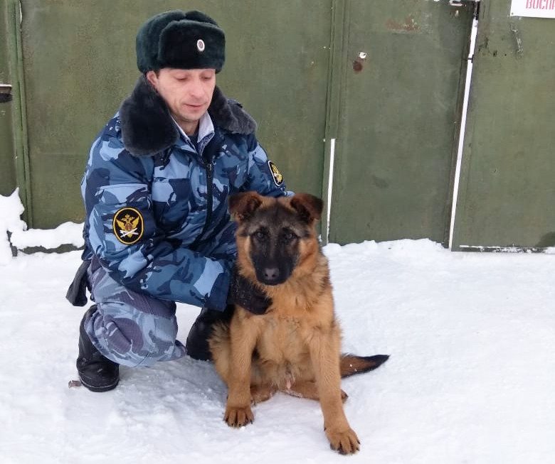Ульяновские собачки отправились на службу в кировское УФСИН