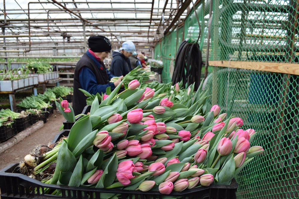 Ульяновские озеленители поставят в магазины к 8 Марта миллион тюльпанов