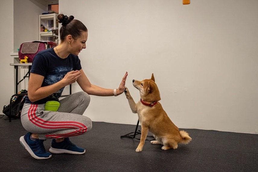 Профессия: воспитатель для собак. Зачем животным фитнес и чему их учат в детсаду