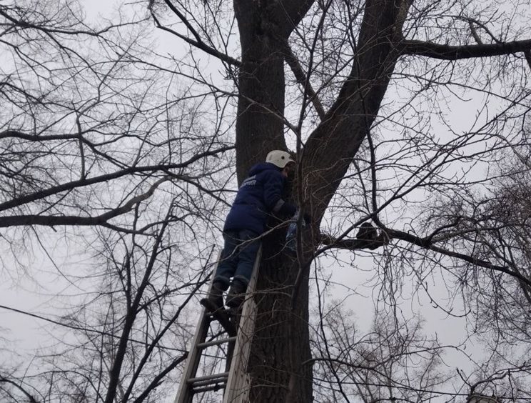 Ульяновские спасатели сняли с дерева кошку