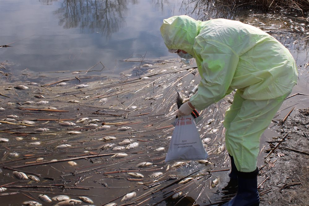Эксперты выясняют причины гибели рыбы в озере на севере Ульяновска