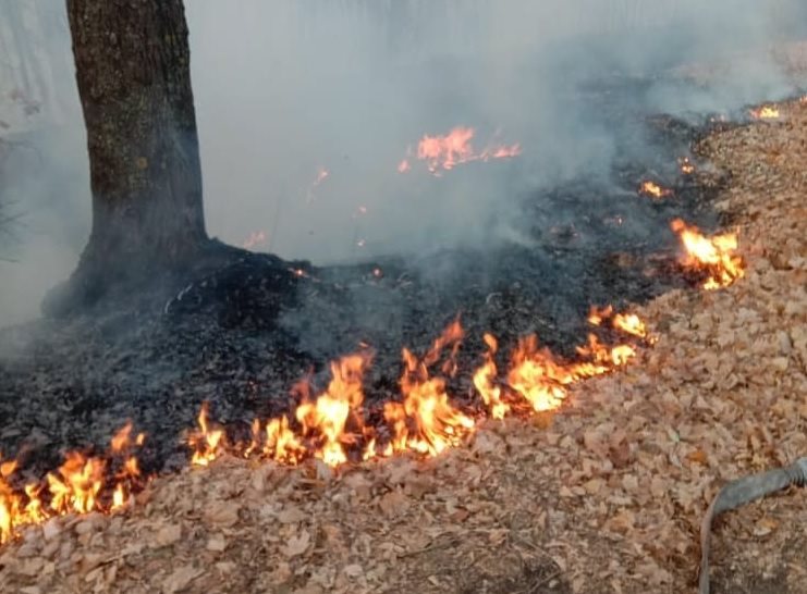 В областном центре участились случаи возгорания сухой травы