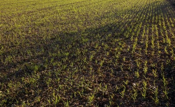 Ульяновский аграрный вуз получил патент на сорт озимой пшеницы «Студенческая нива»