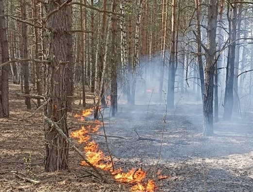 В регионе за сутки ликвидировали три лесных пожара